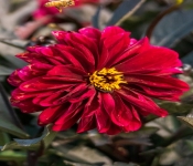 2020 09 13 LongFellowGardens 069